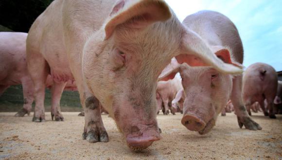 La Asociación Nacional del Cerdo (NPA, en inglés) estima que hay un exceso de unas 120,000 cabezas, con 15,000 adicionales sumándose al problema cada semana. (PETER MUHLY / AFP).