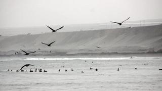 Zoológico atiende a aves marinas rescatadas de derrame de petróleo en Perú