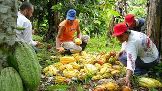 Perú lidera aumento de producción de cacao en América Latina