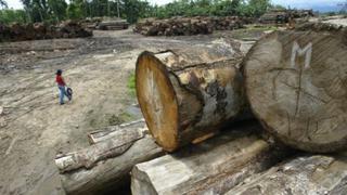 EE.UU. bloquea envíos de madera de Inversiones Oroza por considerarlas ilegales