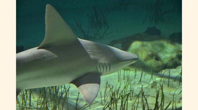 Mote Marine Laboratory and Aquarium,  Sarasota, Florida. “Espectacular colección de animales marinos”