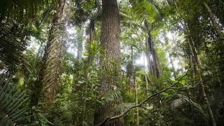 Perú y Estados Unidos anuncian progreso en protección ambiental y lucha contra tala ilegal