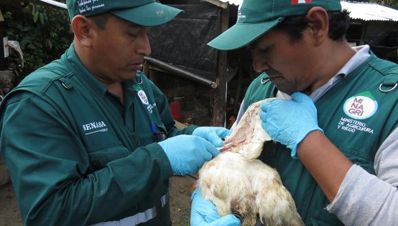 La Cámara de Comercio de La Libertad alertó sobre un tercer brote de gripe aviar en la provincia de Chepén (Foto: Senasa) .