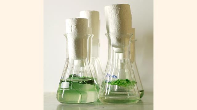 Cultivar algas como fuente de energía renovable. Para crecer, las algas sólo requieren agua, nutrientes, luz del sol y CO2. Una vez secas, pueden ser fuente de combustión. (Foto: Thinkstock)