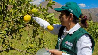 Declaran emergencia fitosanaria en dos regiones por plaga que afecta cítricos 