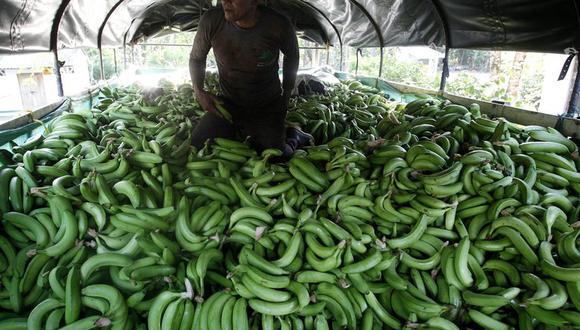 Perú y Colombia han sido afectados por la plaga Fusarium Foc R4T, un hongo muy agresivo contra la planta de banano, en la que causa marchitez y la muerte. (Foto: EFE)