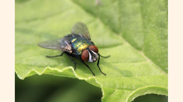 Limpiar de insectos los alimentos. Un método alternativo para acabar con las plagas es el CO2, que estimula la apertura de los orificios respiratorios de los insectos, produciendo su desecación.(Foto: Thinkstock)