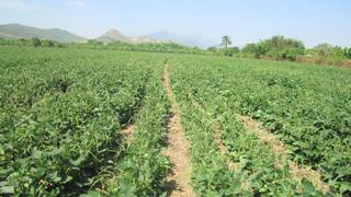 Agricultores de menestras de Piura colocan sus productos con precios 30% mayores al mercado