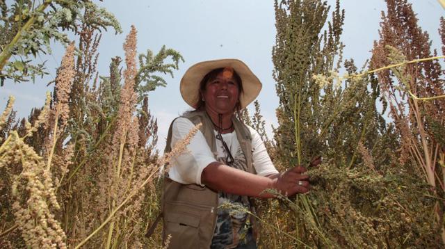 Perú superará a Bolivia como el mayor exportador de quinua en el 2015 con envíos que aumentarán un 25% este año, dijo el Servicio Agrícola Exterior del Departamento de Agricultura de Estados Unidos (USDA).  Este año, las exportaciones peruanas del grano a