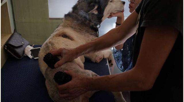 FOTO 5 | En china es bastante común someter a perros y gatos a estos tratamientos.