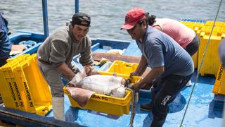 Pesca de pota: Más de US$ 850 millones en exportaciones en riesgo por falta de formalización