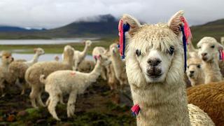 Arequipa: científicos crean biodetergente que conserva calidad de la fibra de alpaca