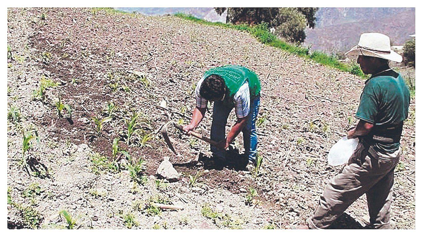 Senasa es la Autoridad en Semillas para emitir normas, promover, supervisar y sancionar las actividades relativas a la producción, certificación y comercialización. (Foto: GEC)