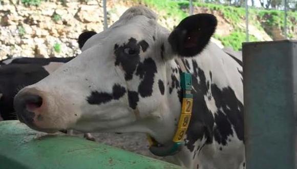 A través de un collar inteligente, conectado vía 5G, los investigadores monitorizan el estado de salud de las vacas y el momento concreto para ser ordeñadas. (Hoy.com)