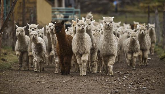 La proteína inyectada en alpacas fue diseñada junto al Laboratorio de Bioinformática y Biología Molecular de la Universidad Peruana Cayetano Heredia (UPCH).