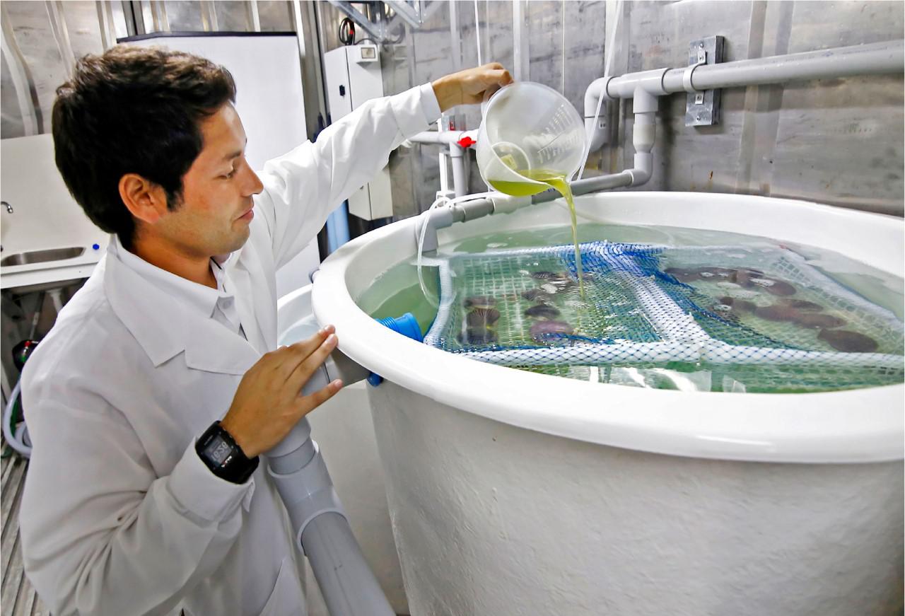 Proyectos de innovación pesquera y acuícola competirán por fondos de financiamiento. (Foto: Difusión)