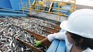 Produce impugnará fallo contra decreto que reordena la pesca de la anchoveta