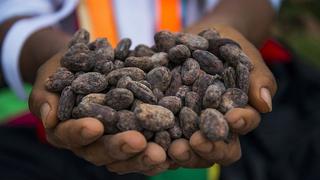 Importadores alemanes interesados en adquirir el cacao peruano