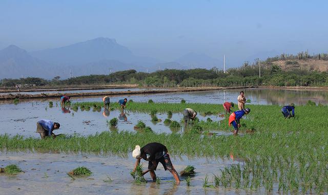 Sin embargo, si se analiza el rendimiento por regiones, la mayor productividad se logró en la región Arequipa, donde se obtuvo un promedio de 12.5 toneladas por hectárea, por encima del promedio nacional. Le siguieron las regiones de La Libertad (10 tonel