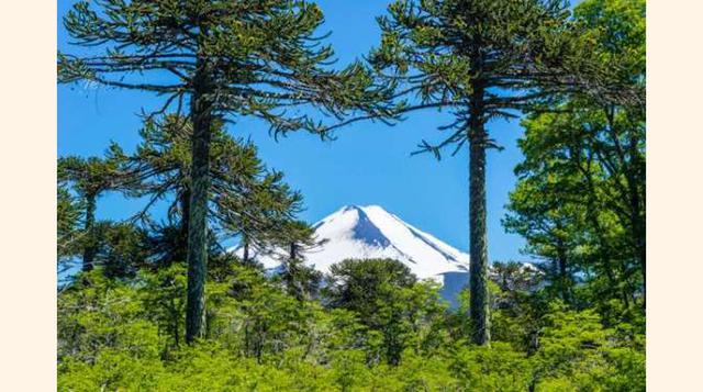 Bosque De Araucaria, Chile. El árbol es originario de los Andes, entre Argentina y Chile, y se le llama también el árbol cola de mono, por la forma de sus ramas. Una peculiaridad es que es muy difícil que este árbol se prenda, suele mantenerse intacto dur