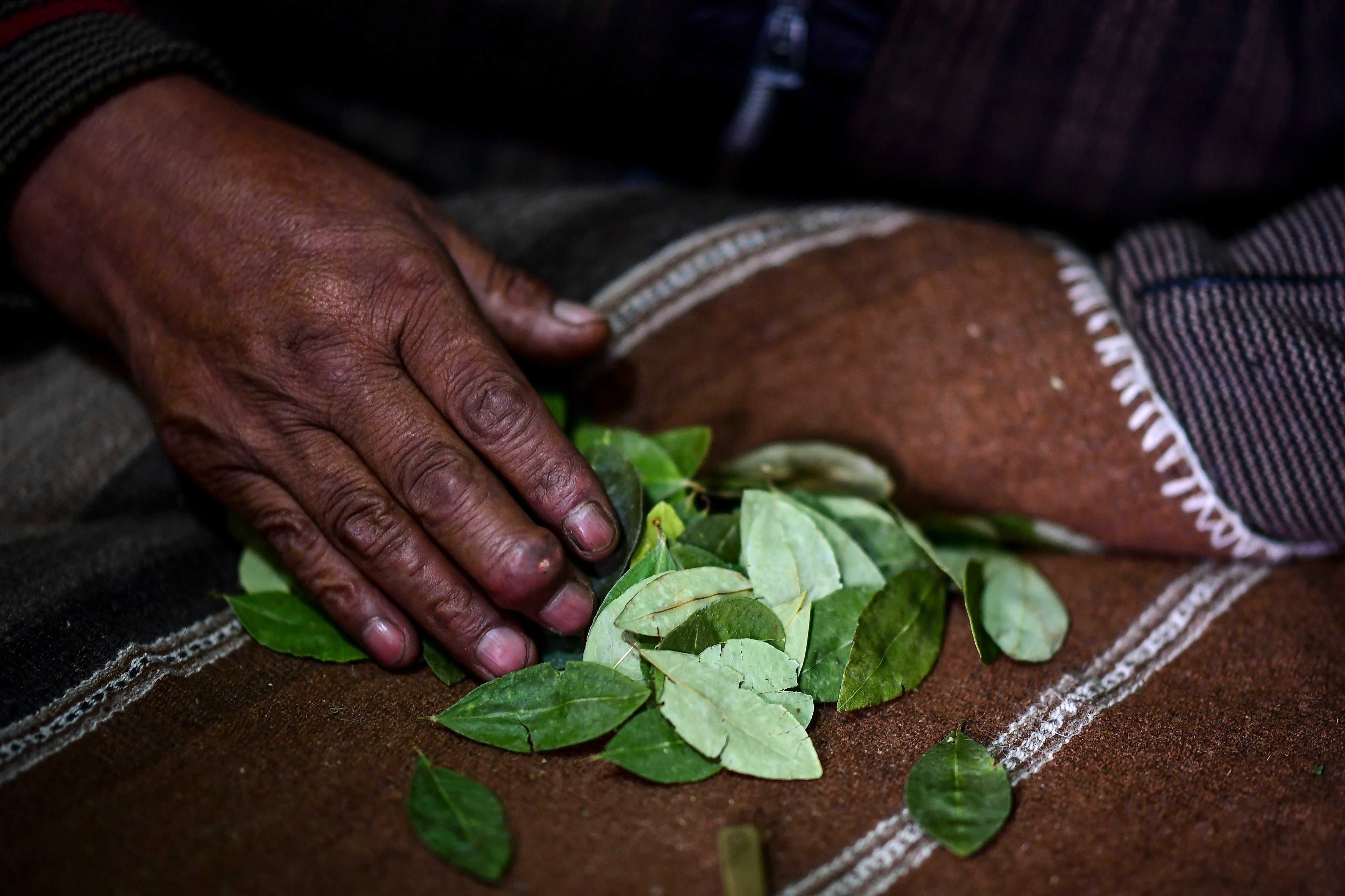 Los chamanes aymaras utilizan la lectura de hojas de coca (Foto: AFP)