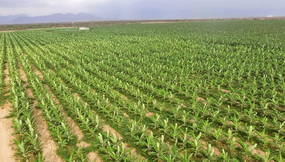 Sol de Olmos busca derecho de agua para cultivos de páprika en el fundo La Victoria, en Olmos (Lambayeque).