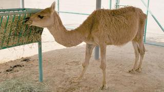 Cruda o salteada, la llama se asoma a la mesa en Ecuador