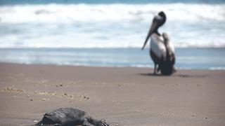 Gripe aviar se extiende por costas de Chile y mata a casi 9,000 especies marinas