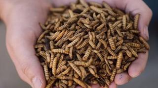 Transformar larvas de insectos en alimento para animales, una producción que da sus primeros pasos en el Perú