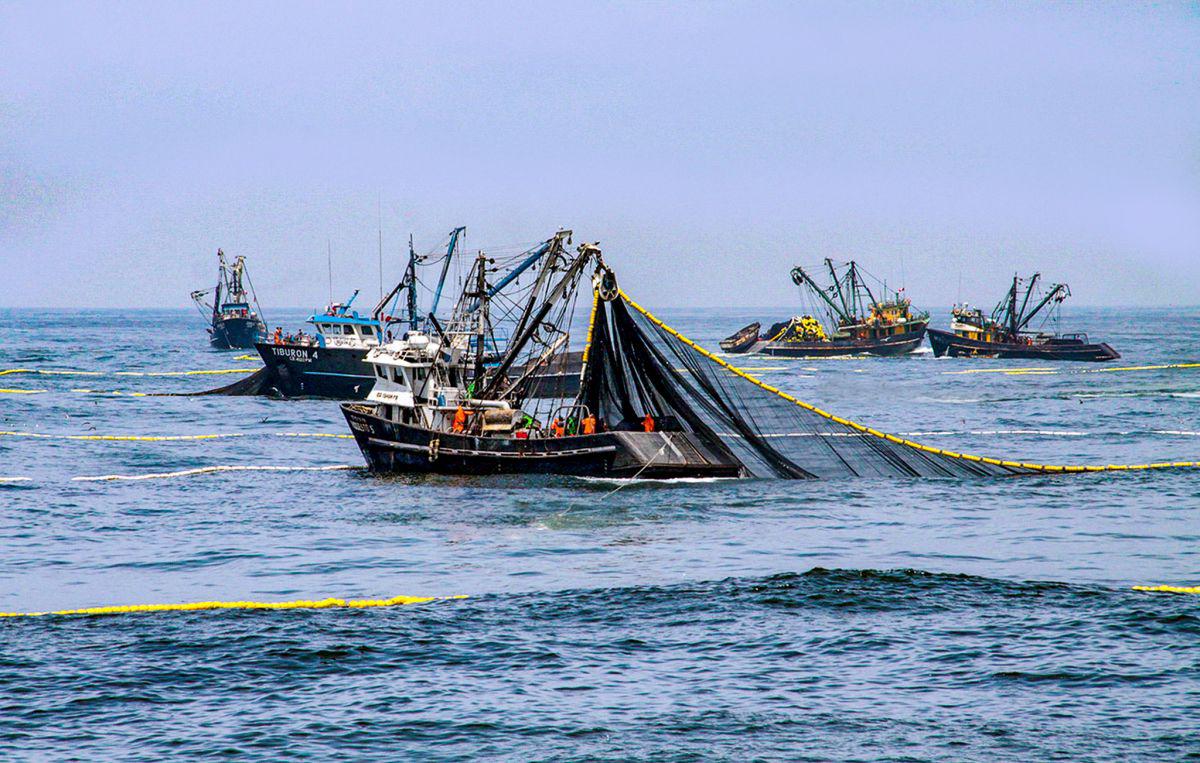 La producción del sector Pesca, que comprende la Pesca Marítima y la Pesca Continental, se redujo en 48.46% en diciembre del 2019, informó el INEI.