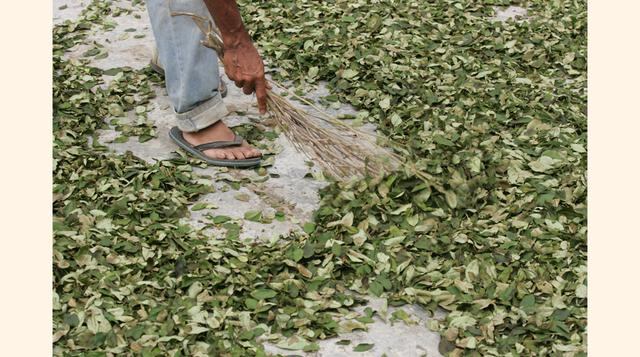 Según Estados Unidos, Perú es el segundo productor mundial de coca con un estimado, al 2013, de 59,500 hectáreas (ha) cultivadas, lo que es un 18% más a lo estimado al 2012: 50,500. (Foto: USI)