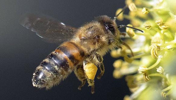 Barbero Decisión Frank Worthley La abeja melífera, otra víctima de la política de medio ambiente de Trump |  MUNDO | GESTIÓN