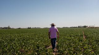 Productores de soja enfrentan sequía con tecnología en Uruguay