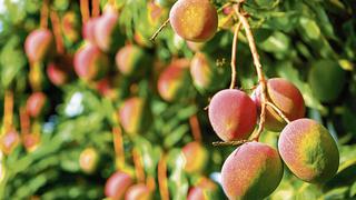 Clima favorecería a los cultivos de frutas como mango, uva y arándanos en este verano