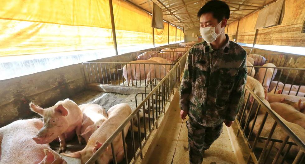 Imagen referencial. Un trabajador con una mascarilla revisa a los cerdos en un corral en Suining, provincia de Sichuan, China, el 21 de febrero de 2020. (EFE/EPA/ZHONG MIN).