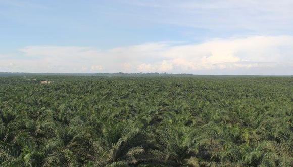 El cultivo de palma aceitera es extensivo en la selva peruana. (Foto: Ocho Sur)
