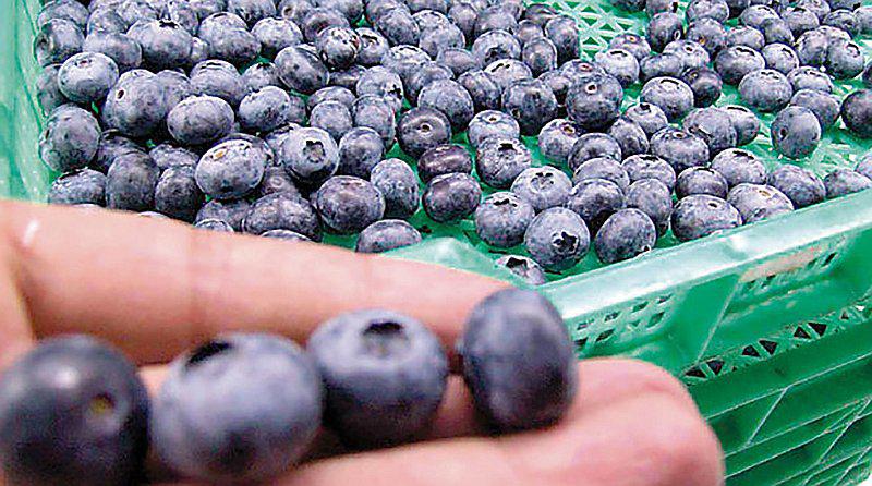 La mayoría de los arándanos importados disponibles en el mercado chino provienen de Perú y Chile.