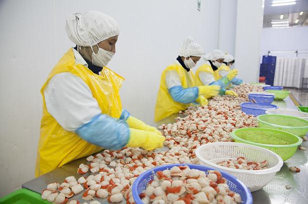 Conchas de Abanico (Foto: Sanipes).