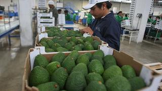 Pandemia hace crecer interés de los peruanos por consumir palta