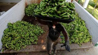 Alerta sanitaria en Colombia por sospecha de brote de hongo Fusarium en cultivos de banano