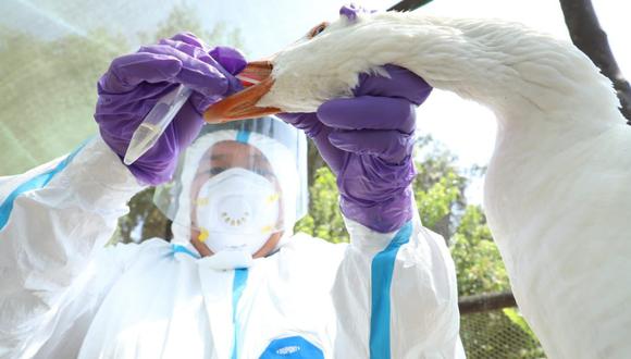 Simulacro para prevenir  gripe aviar  se llevará a cabo del 9 al 11 de agosto de 2023. Foto: MINSA