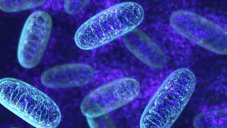 El ADN mitocondrial puede influir en la altura o la duración de la vida