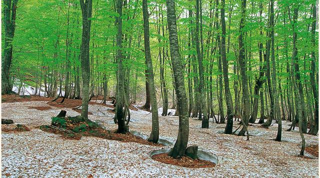 Shirakami-Sanchi es el bosque es el más grande en el este de Asia. (Foto: cnn)