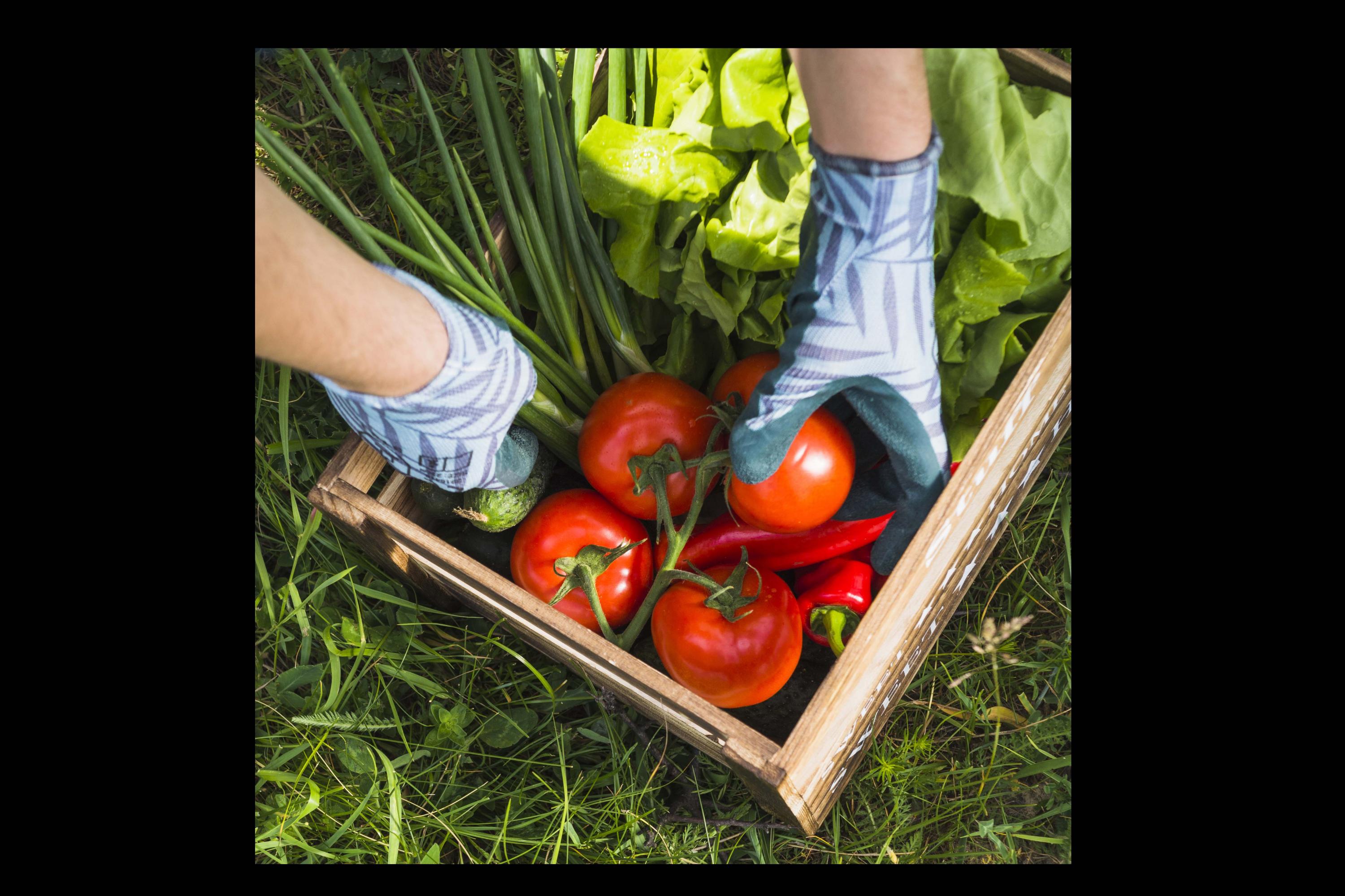 FOTO 1 | Agricultor orgánico. Con un mercado en crecimiento como el de los alimentos orgánicos se necesitarán nuevas técnicas de agricultura para abastecer al sector que cada vez es más exigente. (Foto: Freepik)