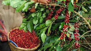 Producción de café en Perú caerá en el 2020, ¿cuál es la principal causa?