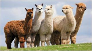 Muñecos de alpaca hechos a mano se preparan para ser exhibidos en China