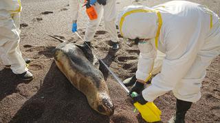 Número de lobos marinos con posibles síntomas de gripe aviar aumenta en Arequipa