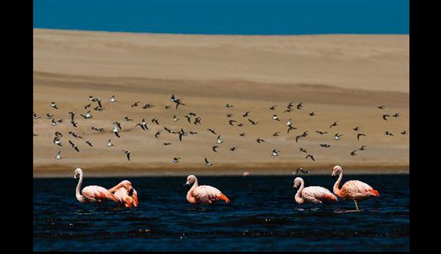 FOTO 10 | Parihuana: Es una de las tres especies de flamencos que existen en Perú y uno de los que migra comúnmente desde los altos Andes a la región costera. Esta ave forma parte de la leyenda popular sobre la creación de la Bandera peruana. Se distribuye en varios países sudamericanos como Bolivia, Chile, Perú y Argentina.