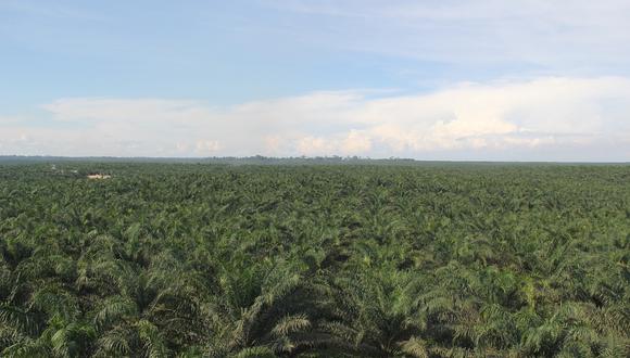 El contrato de referencia del aceite de palma en Malasia cerró con una caída de 0.98% y se esperaba que cayera aún más tras el anuncio de Indonesia. (Foto: Ocho Sur).