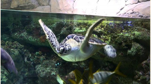 Voronezh Oceanarium, Voronezh, Rusia.